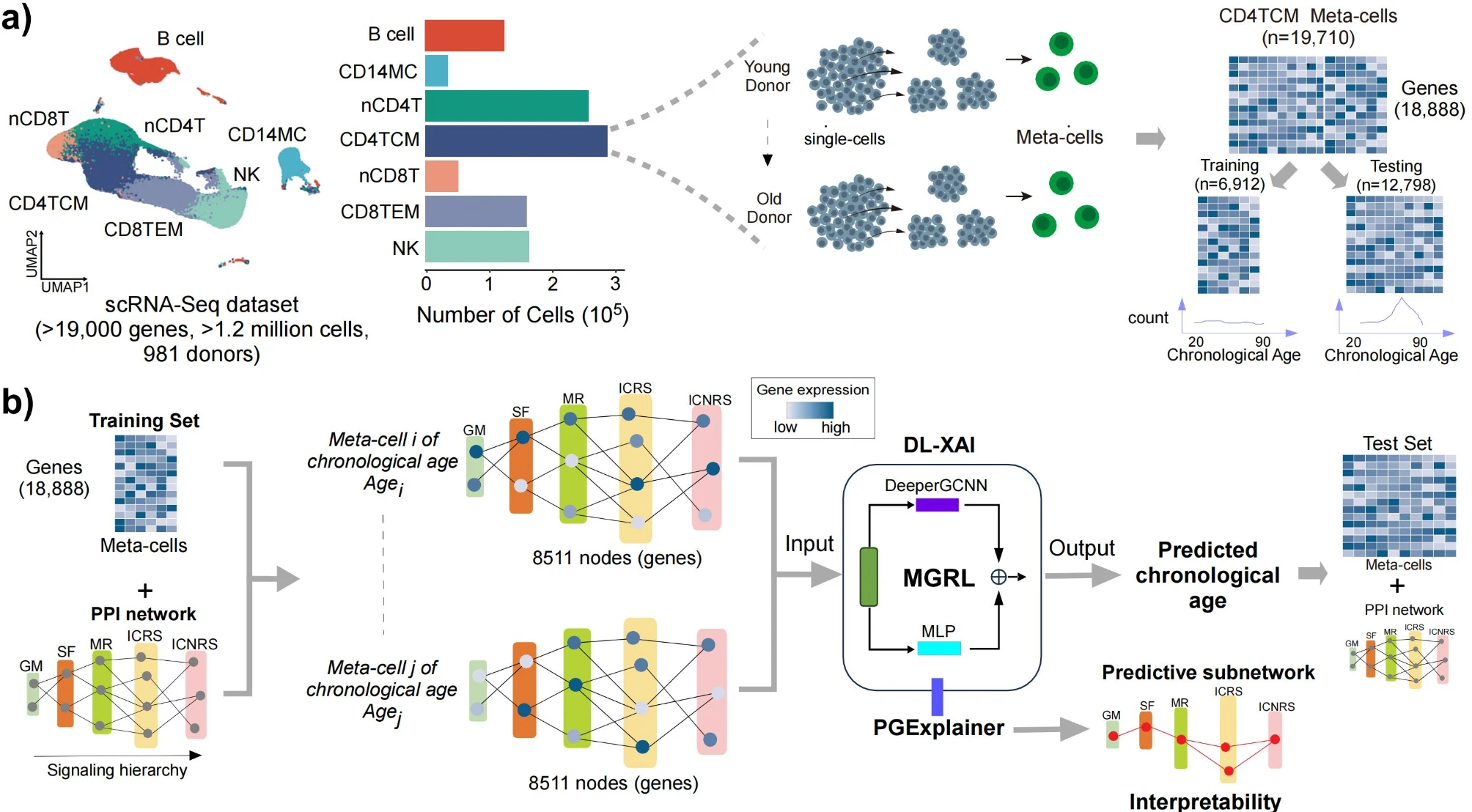 [Sci Rep] Interpretable deep learning of single-cell and epigenetic data reveals novel molecular insights in aging